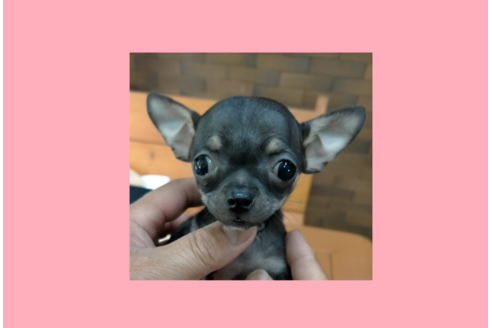 愛媛県でミックス犬の子犬を探す ブリーダーナビ