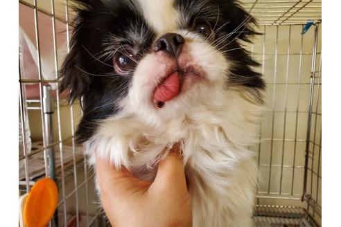 販売中の狆 (チン)の親犬