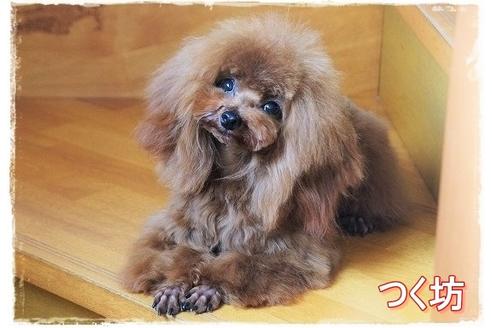販売中のティーカッププードルの親犬