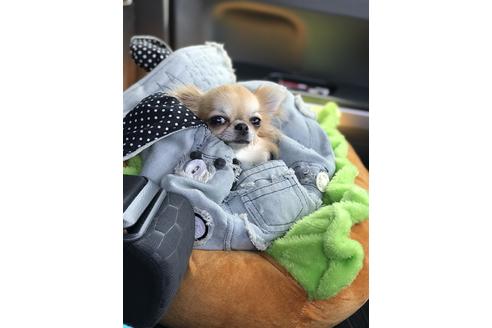 販売中のチワワ(ロングコート)の親犬