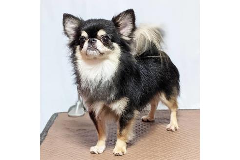 販売中のチワワ(ロングコート)の親犬