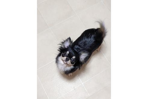 販売中のチワワ(ロングコート)の親犬