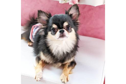 販売中のチワワ(ロングコート)の親犬