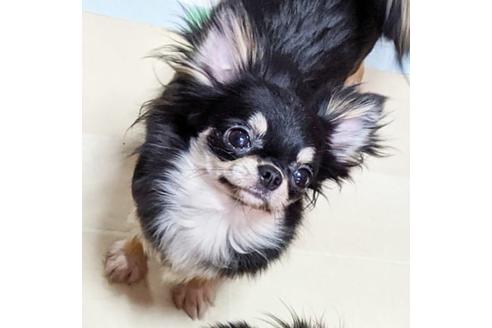 販売中のチワワ(ロングコート)の親犬