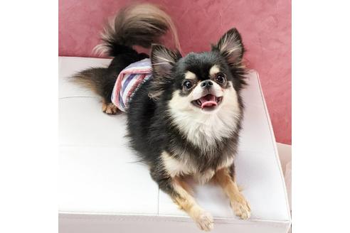 販売中のチワワ(ロングコート)の親犬
