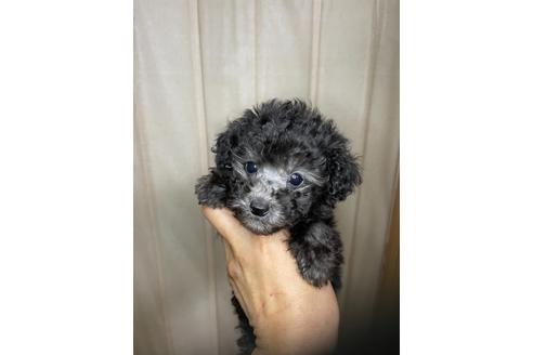 シルバーのトイプードルの子犬を探す ブリーダーナビ シルバーのトイプードルの子犬を探す ブリーダーナビ