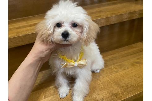 ホワイト 白 のトイプードルの子犬を探す ブリーダーナビ