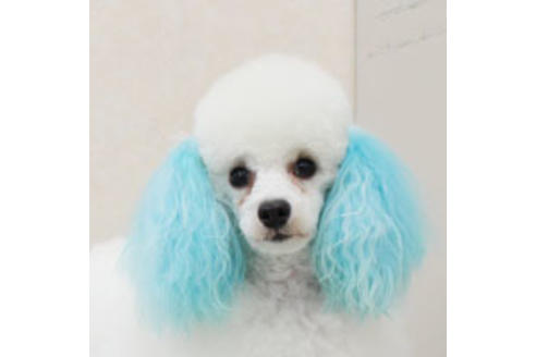 販売中のトイプードルの親犬