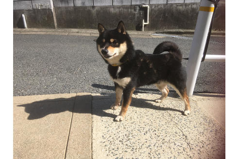 販売中の豆柴の親犬