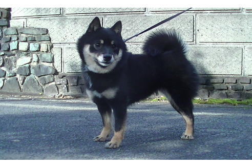 販売中の豆柴の親犬