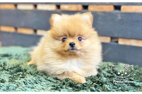 オレンジのポメラニアンの子犬を探す ブリーダーナビ オレンジのポメラニアンの子犬を探す ブリーダーナビ