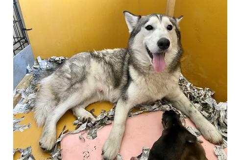 販売中のシベリアンハスキーの親犬