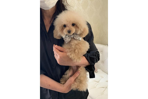 販売中のティーカッププードルの親犬