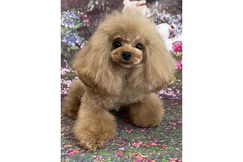 販売中のティーカッププードルの親犬