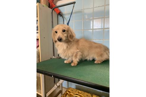 販売中のカニンヘンダックスフンド(ロングヘアード)の親犬