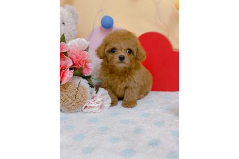 愛知県でトイプードルの子犬を探す ブリーダーナビ