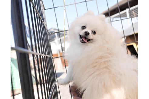 販売中のポメラニアンの親犬