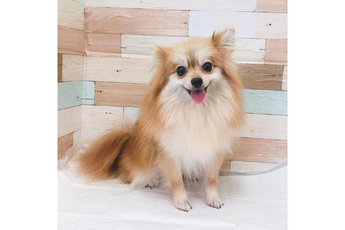 販売中のポメラニアンの親犬