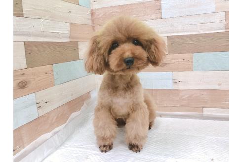販売中のトイプードルの親犬