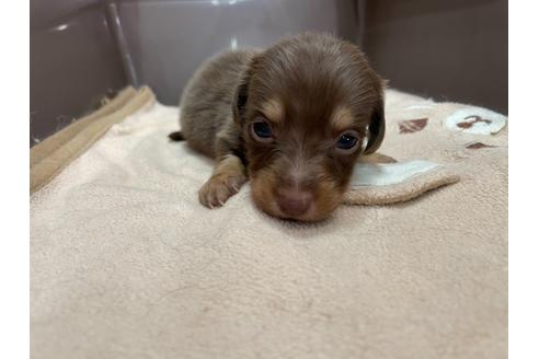 ミニチュアダックスフンドの子犬を探す ブリーダーナビ