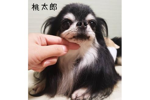 販売中のチワワ(ロングコート)の親犬