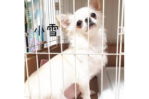 販売中のチワワ(ロングコート)の親犬