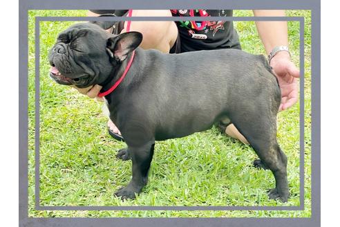 販売中のフレンチブルドッグの親犬