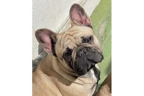 販売中のフレンチブルドッグの親犬