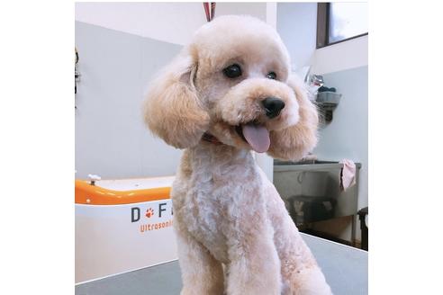 販売中のトイプードルの親犬