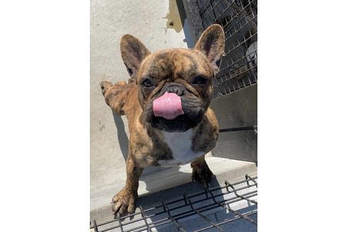販売中のフレンチブルドッグの親犬