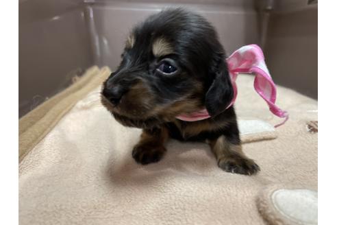 愛媛県でミニチュアダックスフンドの子犬を探す ブリーダーナビ