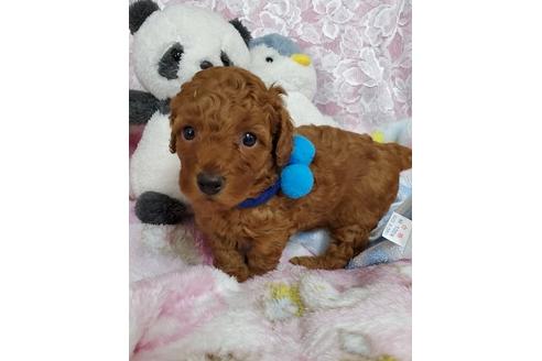 鹿児島県のトイプードル 男の子 21 04 17生まれ すくすく成長中 随時写真更新します チャンピオン血統 子犬id ブリーダーナビ