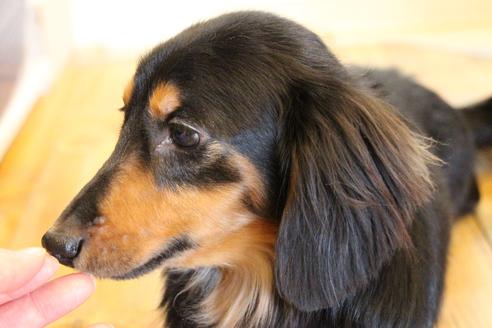 販売中のカニンヘンダックスフンド(ロングヘアード)の親犬