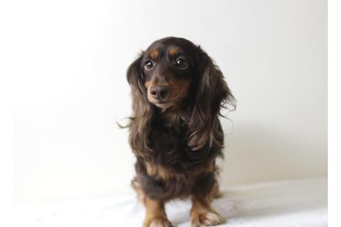 販売中のカニンヘンダックスフンド(ロングヘアード)の親犬