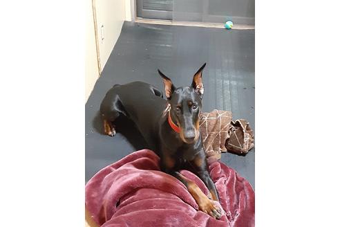 販売中のドーベルマンの親犬