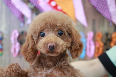 販売中のトイプードルの親犬