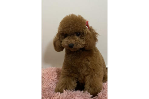 販売中のトイプードルの親犬