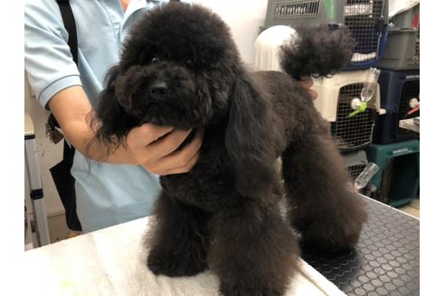 販売中のトイプードルの親犬