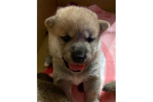 北海道で柴犬の子犬を探す ブリーダーナビ 北海道で柴犬の子犬を探す ブリーダーナビ