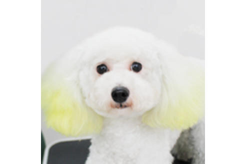 販売中のトイプードルの親犬