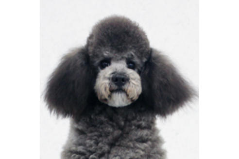 販売中のトイプードルの親犬
