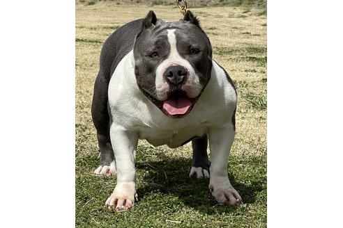 販売中のアメリカンブリーの親犬