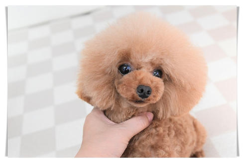 販売中のタイニープードルの親犬