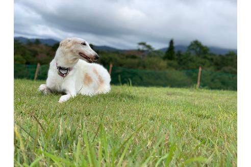 販売中のボルゾイの親犬