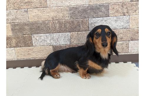 販売中のミニチュアダックスフンド(ロングヘアード)の親犬