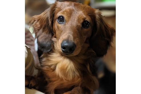 販売中のミニチュアダックスフンド(ロングヘアード)の親犬