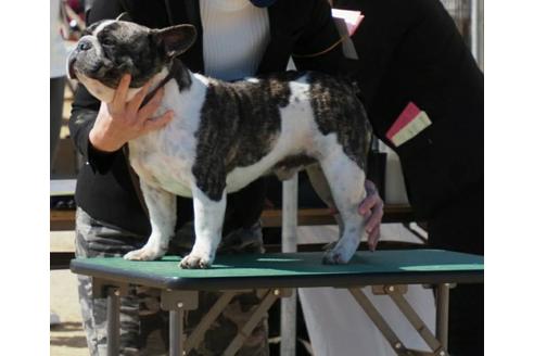 販売中のフレンチブルドッグの親犬