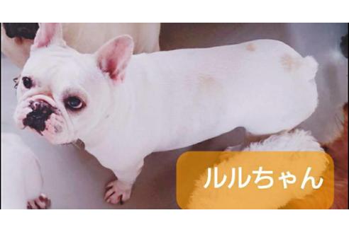 販売中のフレンチブルドッグの親犬
