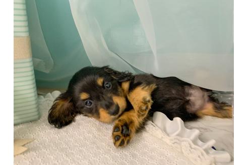 ミニチュアダックスフンドの子犬を探す ブリーダーナビ ミニチュアダックスフンドの子犬を探す ブリーダーナビ