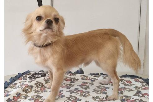 販売中のチワワ(ロングコート)の親犬